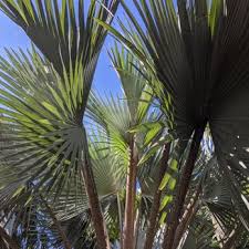 The campus is now beautified by a wide variety of palms. Florida Tech Botanical Garden 42 Photos Botanical Gardens 150 W University Blvd Melbourne Fl Phone Number Yelp