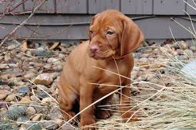They were bred to spend many hours working outside with their owners, hunting, pointing, and retrieving wild game. Vizsla Dogs Breed And Health Overview Petinsurancequotes Com
