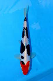 Pin Oleh Mauricio Gonzalez Di Koi Ikan Koi Ikan Mas Ikan
