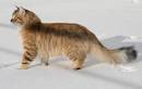 Sibirskiy Siberian Cats - Home