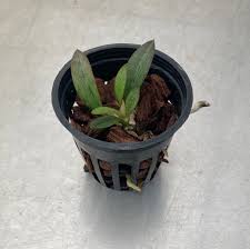 Image result for Oeceoclades