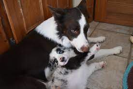 A Red And White Border Collie Snuggles With A Blue Merle Border Collie Bordercollie White Border Collie Collie Border Collie