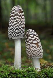 Specht Tintling Coprinopsis Picacea Essbare Pilze Pilze Pflanzen