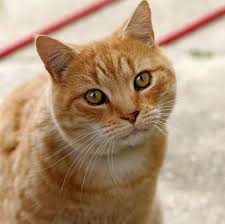 ‪CAT – The Animal Life of Terrestrial Habitat‬‏
