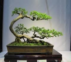 Most beginners start off with an established tree, if you're a beginner this is what i would suggest. 40 Best Bonsai Trees Ideas For Home Decor Inspiration Indoor Bonsai Tree Bonsai Tree Flowering Bonsai Tree