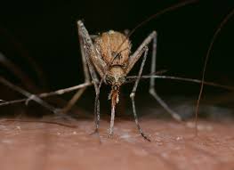The mosquito first bites an infected bird and then bites a human or another animal. West Nile Virus Transmission May Shift Due To Climate Change