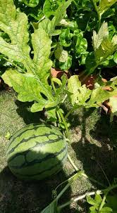 Cara menanam kacang tanah yang baik harus diikuti dengan perawatan yang baik agar hasil budidaya kacang bisa optimal. Step By Step Mudah Tanam Tembikai 2 Bulan Dah Boleh Makan Hasilnya Vanilla Kismis