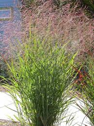Image result for Panicum schinzii