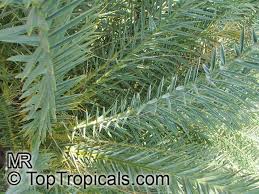 Check spelling or type a new query. Phoenix Theophrastii Cretan Date Palm Toptropicals Com
