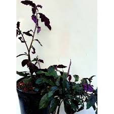 Image result for Gynura scandens