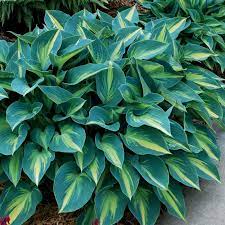 Plant in the spring and cut back in the fall after a few frosts. June Hosta Perennials Great Garden Plants