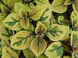 Image result for Plectranthus chimanimanensis