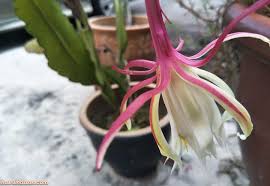 Berkomentarlah secara bijaksana dan bertanggung jawab. 9 Mitos Misteri Kembangnya Bunga Bakawali