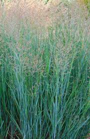 Image result for Panicum nervatum