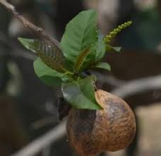 Image result for Rhigozum brevispinosum