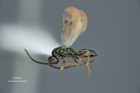 Image result for phytomyza gymnostoma