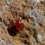 And one good thing about it is that i can get some great pictures to. Controlling Spider Mites Naturally