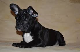 You can find them in acceptable akc color standards such as fawn, brindle, cream. 160 Dog Names That Start With M Dog Names Brindle French Bulldog Dogs