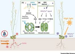 Maybe you would like to learn more about one of these? Remote Control Of Transpiration Via Aba Trends In Plant Science