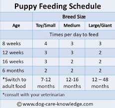 10 weeks to 2 years. Simple Puppy Feeding Schedule You Absolutely Need