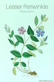 Lesser Periwinkle Vinca Minor Herbs Herbalism Herbal Plants