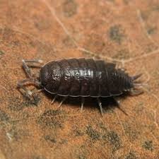 Image result for Polhillides