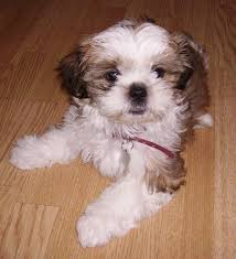 This is the story of a little shih tzu pup who was sold at an early age with a bad leg and this follows his. Boomer Pup Hondjes Honden Huisdieren
