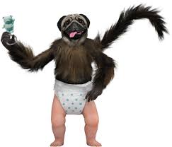 Download Hd Puppy Monkey Baby Png Puppy Monkey Baby Transparent Png Image Nicepng Com