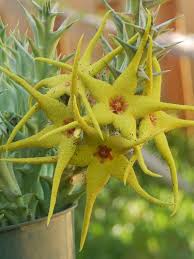 Image result for Orbea caudata