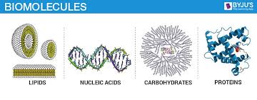 Bio Molecules Carbohydrates Proteins Nucleic Acids And Lipids