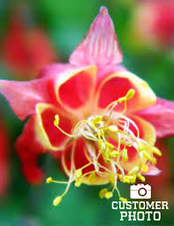 Image result for Aquilegia pompom mix