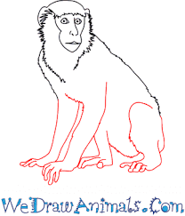 How to draw a monkey. How To Draw A Realistic Monkey