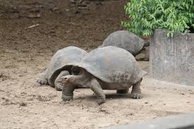 Image result for Chelonoidis microphyes