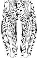 You will find consequently a lot of resources which have the cash for and fasten us to. Muscles Of The Leg Quads