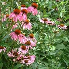 Pin On Fantastic Flower Essences