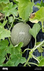 Image result for Cucumis melo