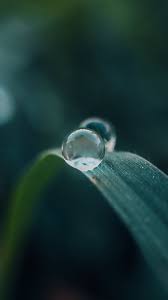 Blur Macro Leaf Water Drops 1080x1920 Wallpaper 3d Wallpaper For Mobile Free Hd Wallpapers Cute Wallpaper Backgrounds