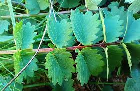 Image result for Pimpinella