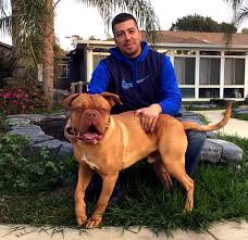 The dog is basically a breed between a bulldog and mastiff. Dogue De Bordeaux French Mastiffs At Gentle Giants Rescue And Adoptions