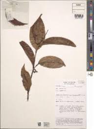 Image result for Artabotrys monteiroae