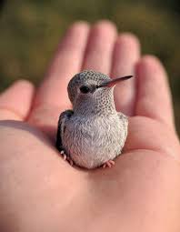 𝐖𝐞 𝐧𝐞𝐞𝐝 𝟏,𝟎𝟎𝟎 𝐡𝐞𝐥𝐥𝐨'𝐬 𝐟𝐫𝐨𝐦 Hummingbird 𝐋𝐨𝐯𝐞𝐫𝐬.❤️❤️