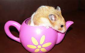 Can Hamsters Drink Milk A Pet Food And Drink Safety Guide