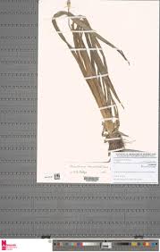 Image result for Mesanthemum radicans