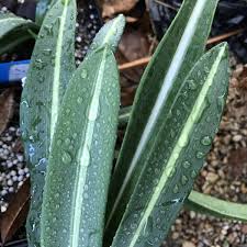 Image result for Ledebouria cooperi