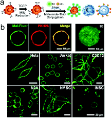 We did not find results for: Cell Surface Localized Imaging And Sensing Chemical Society Reviews Rsc Publishing Doi 10 1039 D1cs00067e