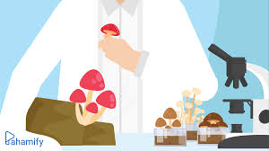 Kalau kamu masih ingin mempelajari materi ini dan ingin lebih banyak latihan soal, langsung saja gunakan ruangbelajar. Biologi Kelas 10 Klasifikasi Kingdom Fungi Dan Strukturnya Pahamify