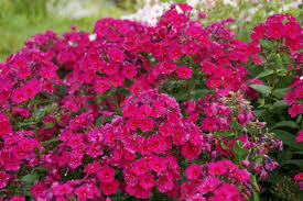 Phlox Paniculata Kirchenfuerst Phlox Paniculata Trees To Plant Dream Garden