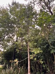 Image result for Eucalyptus torelliana