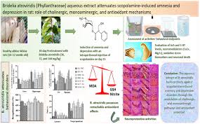 Image result for Bridelia atroviridis