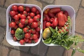 Check spelling or type a new query. Bay Area Guide To Growing Tomatoes Sf Bay Gardening